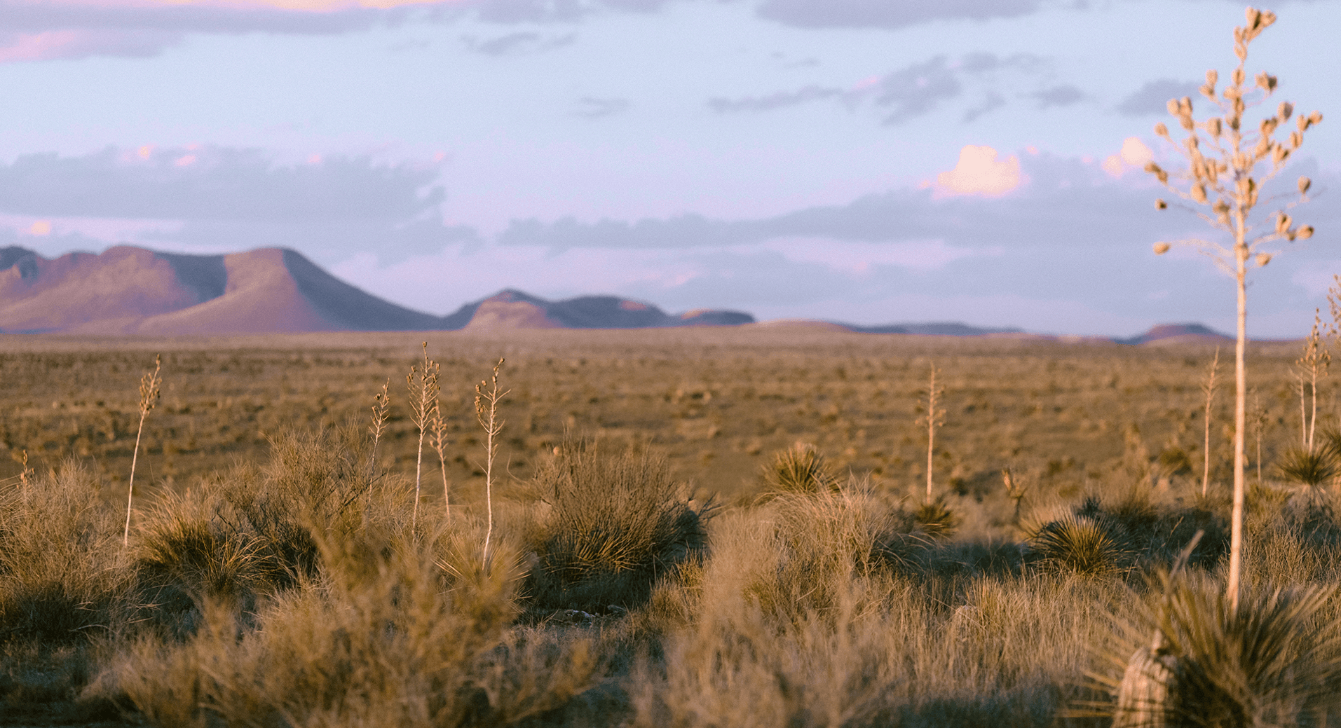 Desert at dusk: yucca and dry grass in the foreground, mountains on the horizon under a pale sky.